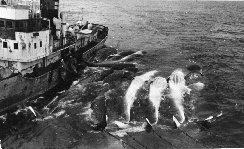 Harpoon vessel deliveres whales to Kosmos III (1948/49) photo  Fut Jensen